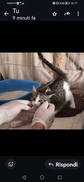 PICCOLO MICETTO DI APPENA 5 MESI DOLCE E BUONO | Foto 1