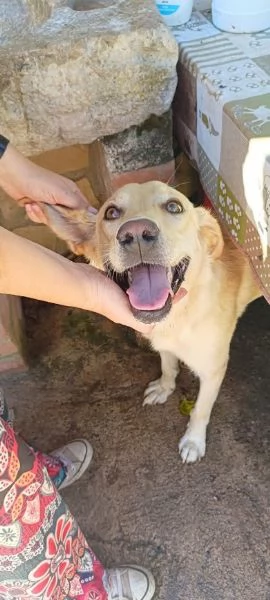 DIEGO 2 ANNI SOCIEVOLE CAGNOLINO SIMIL LABRADOR