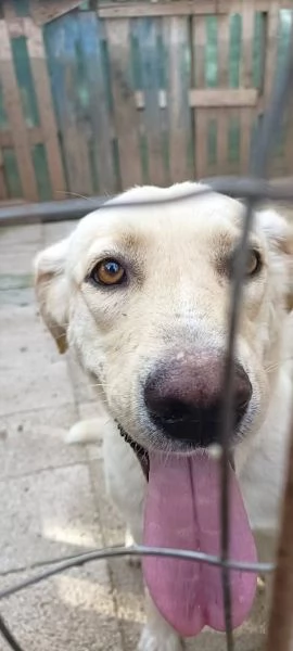 DIEGO 2 ANNI SOCIEVOLE CAGNOLINO SIMIL LABRADOR | Foto 5