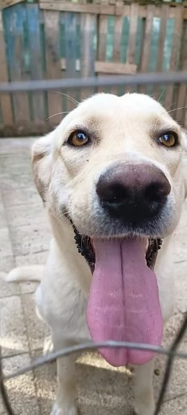 DIEGO 2 ANNI SOCIEVOLE CAGNOLINO SIMIL LABRADOR | Foto 4