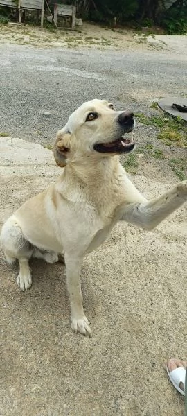 DIEGO 2 ANNI SOCIEVOLE CAGNOLINO SIMIL LABRADOR | Foto 3