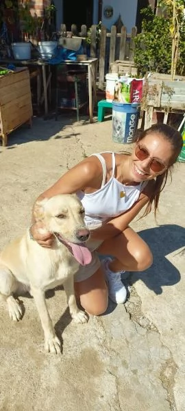 DIEGO 2 ANNI SOCIEVOLE CAGNOLINO SIMIL LABRADOR | Foto 2