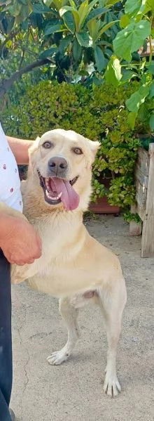 DIEGO 2 ANNI SOCIEVOLE CAGNOLINO SIMIL LABRADOR | Foto 0