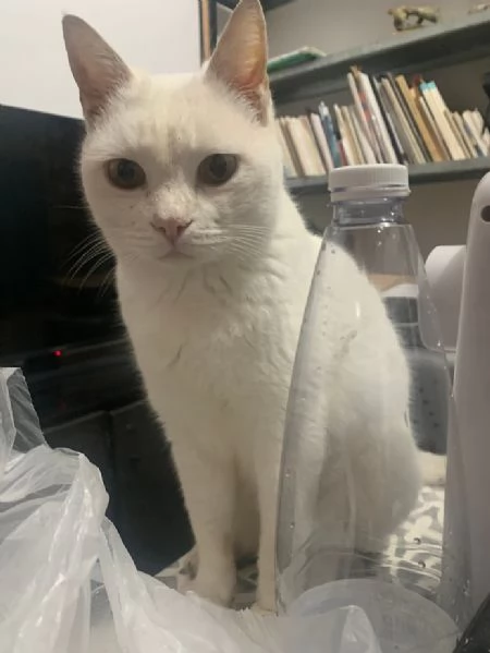 BIANCO dolcissimo ADOZIONE URGENTE