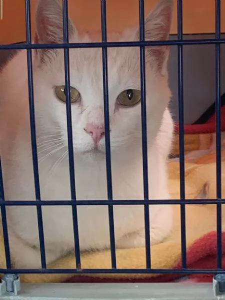 BIANCO dolcissimo ADOZIONE URGENTE | Foto 5