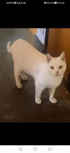 BIANCO dolcissimo ADOZIONE URGENTE | Foto 4