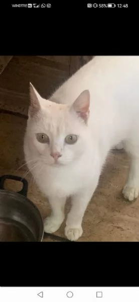 BIANCO dolcissimo ADOZIONE URGENTE | Foto 3