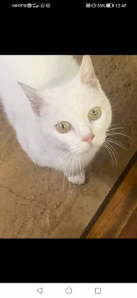 BIANCO dolcissimo ADOZIONE URGENTE | Foto 2