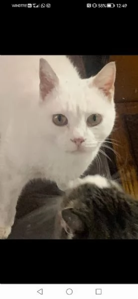 BIANCO dolcissimo ADOZIONE URGENTE | Foto 1