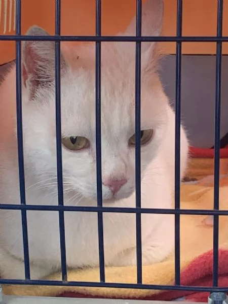 BIANCO dolcissimo ADOZIONE URGENTE | Foto 0