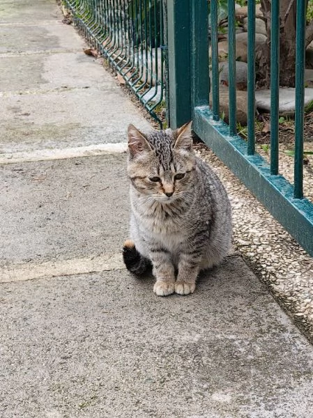 DOLCE PALLINA micetta 3 mesi  | Foto 6