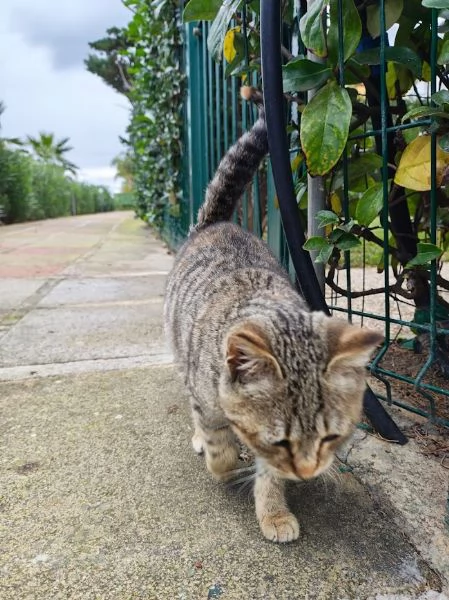 DOLCE PALLINA micetta 3 mesi  | Foto 5