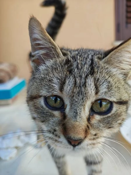 DOLCE PALLINA micetta 3 mesi  | Foto 4