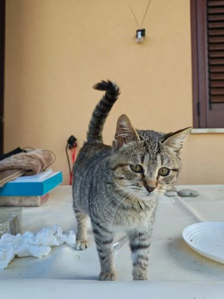 DOLCE PALLINA micetta 3 mesi  | Foto 3