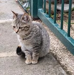 DOLCE PALLINA micetta 3 mesi  | Foto 2