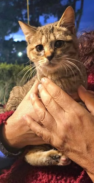 DOLCE PALLINA micetta 3 mesi  | Foto 1