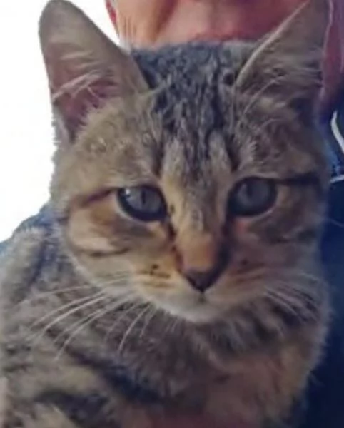 DOLCE PALLINA micetta 3 mesi 