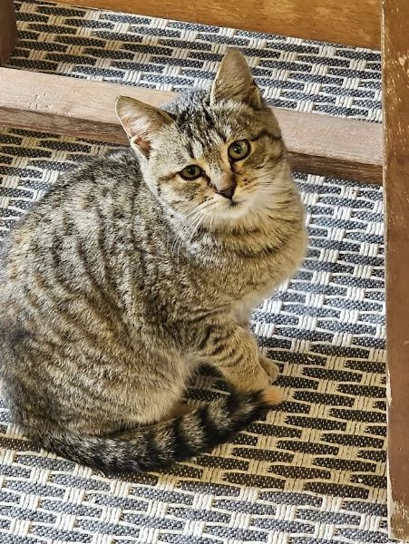 DOLCE PALLINA micetta 3 mesi  | Foto 0