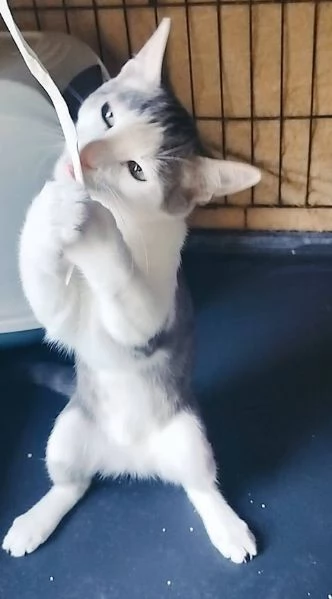 PICCOLO MICINO 34 MESI | Foto 6