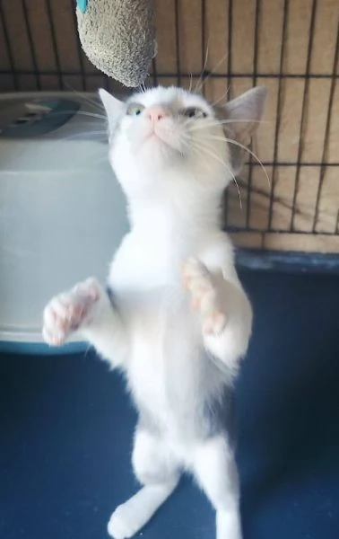 PICCOLO MICINO 34 MESI | Foto 5