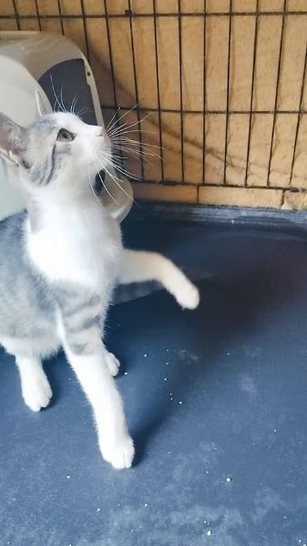 PICCOLO MICINO 34 MESI | Foto 4