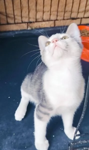 PICCOLO MICINO 34 MESI | Foto 3