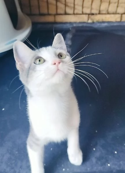 PICCOLO MICINO 34 MESI | Foto 2