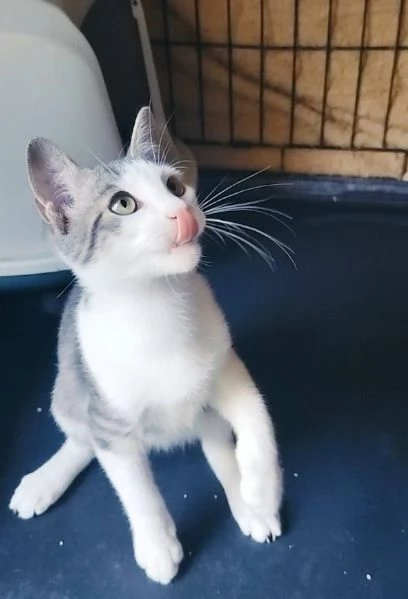 PICCOLO MICINO 34 MESI | Foto 1