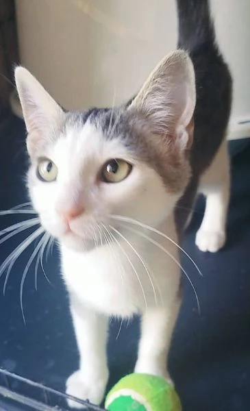 PICCOLO MICINO 34 MESI | Foto 0