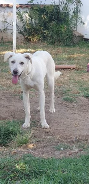 DOLCE BLANCO CAGNOLINO TAGLIA MEDIA CONTENUTA 4 ANNI  | Foto 4