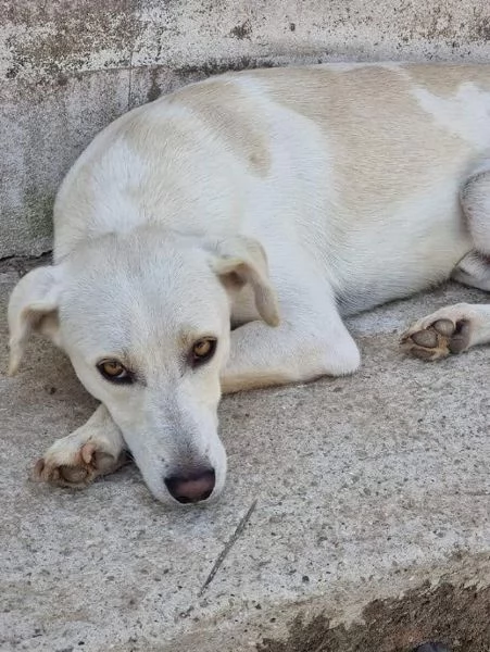 DOLCE BLANCO CAGNOLINO TAGLIA MEDIA CONTENUTA 4 ANNI  | Foto 3