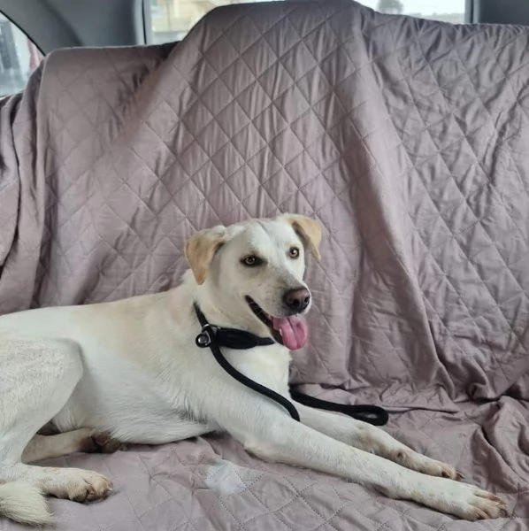 DOLCE BLANCO CAGNOLINO TAGLIA MEDIA CONTENUTA 4 ANNI  | Foto 2