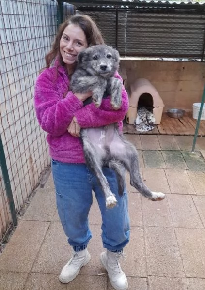 DOLCE CUCCIOLO GREY | Foto 1