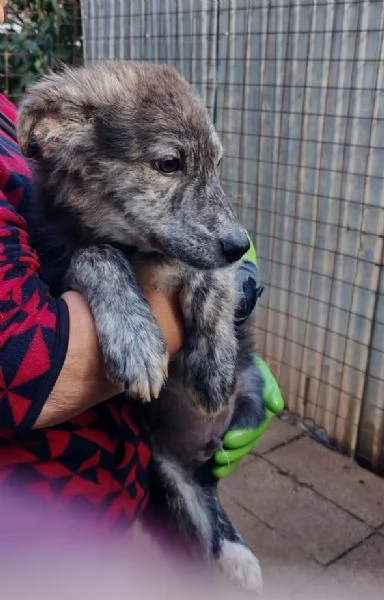 DOLCE CUCCIOLO GREY | Foto 0