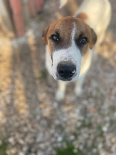 BUBI CUCCIOLO DI 67 MESI TAGLIA MEDIA CONTENUTA | Foto 3