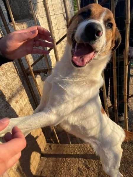 BUBI CUCCIOLO DI 67 MESI TAGLIA MEDIA CONTENUTA | Foto 2