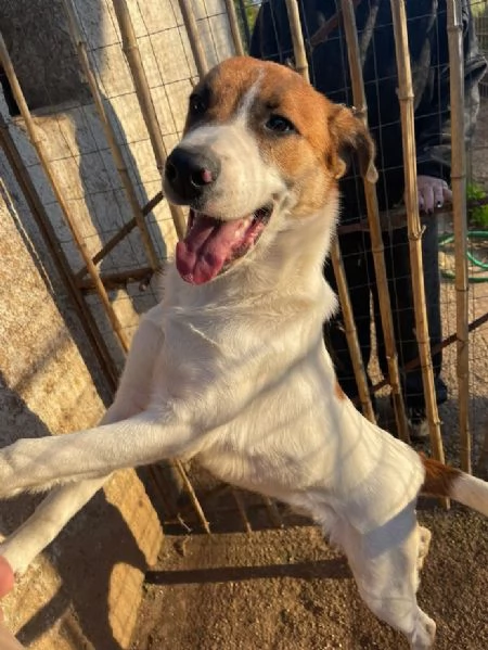 BUBI CUCCIOLO DI 67 MESI TAGLIA MEDIA CONTENUTA | Foto 1