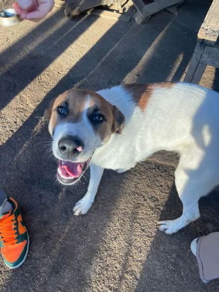 BUBI CUCCIOLO DI 67 MESI TAGLIA MEDIA CONTENUTA