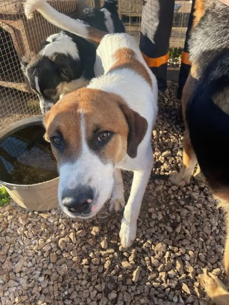 BUBI CUCCIOLO DI 67 MESI TAGLIA MEDIA CONTENUTA | Foto 0