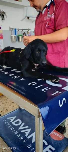 COCO 5 mesi simil labrador carattere splendido | Foto 6