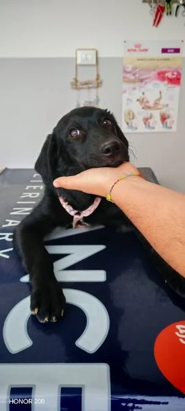 COCO 5 mesi simil labrador carattere splendido