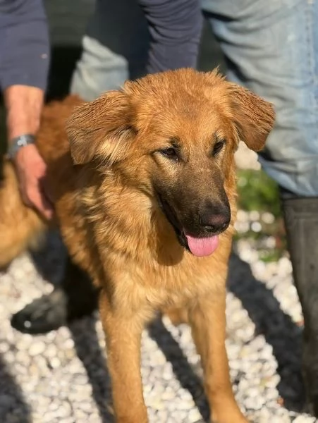 NINA 10 mesi bellissima dolce e buonissima | Foto 6