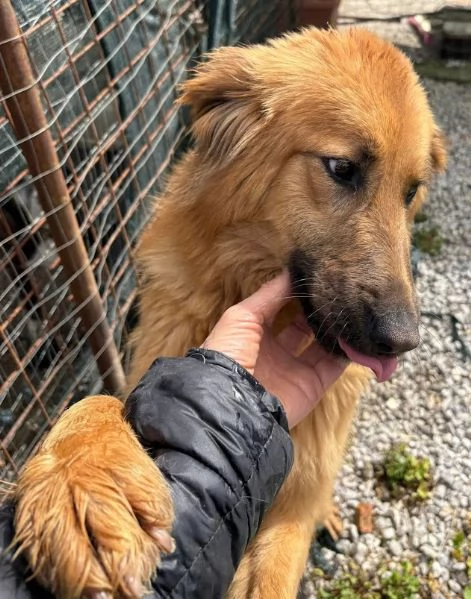 NINA 10 mesi bellissima dolce e buonissima | Foto 5