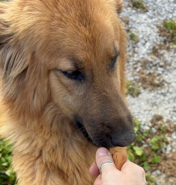 NINA 10 mesi bellissima dolce e buonissima | Foto 4