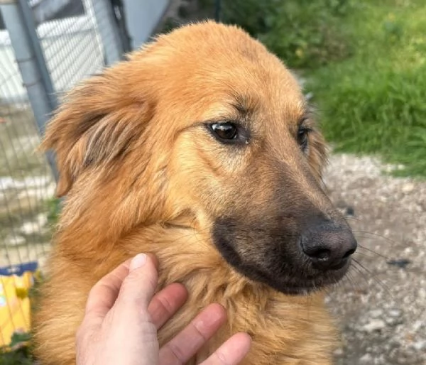 NINA 10 mesi bellissima dolce e buonissima | Foto 2