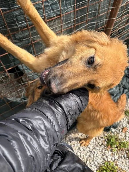 NINA 10 mesi bellissima dolce e buonissima | Foto 1
