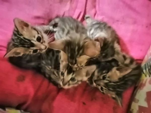 Gatti bengala cuccioli  | Foto 0