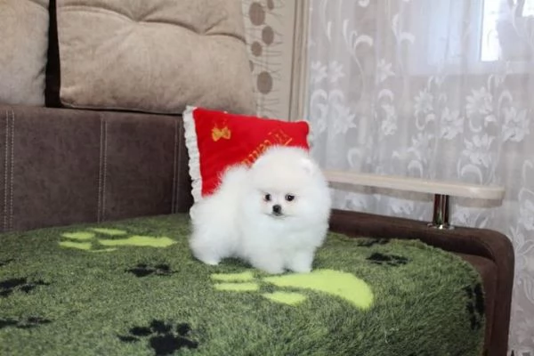 Disponibili bellissimi cuccioli di Pomerania | Foto 2