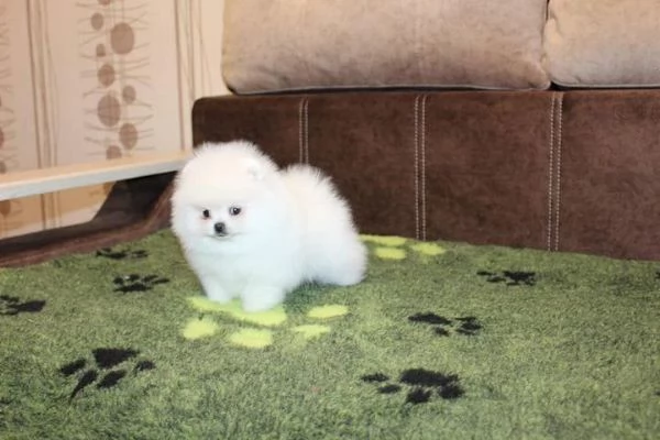 Disponibili bellissimi cuccioli di Pomerania