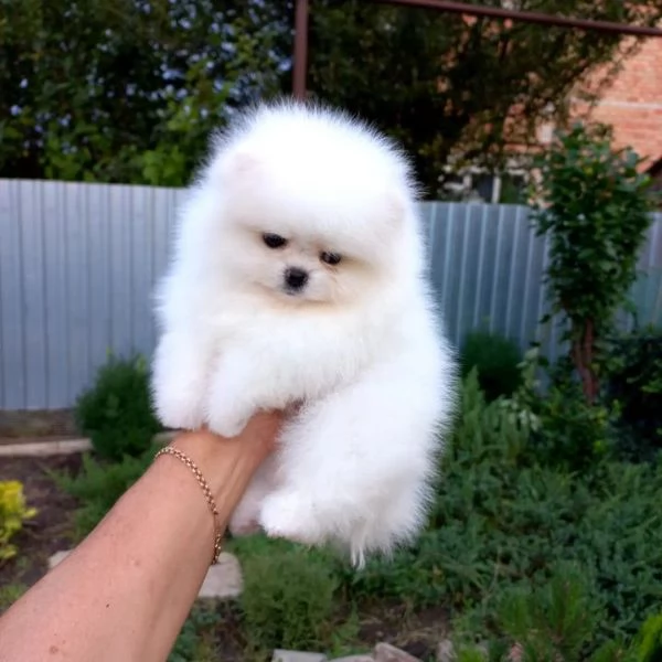 Disponibili bellissimi cuccioli di Pomerania | Foto 0